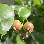 Holledauer Hopfakammerl
