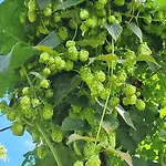 Holledauer Hopfakammerl Wolnzach