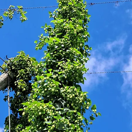 Apartman Holledauer Hopfakammerl *