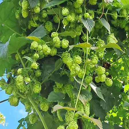 Holledauer Hopfakammerl Wolnzach