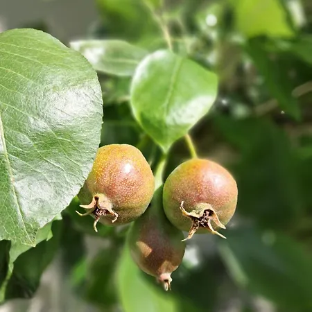 Holledauer Hopfakammerl