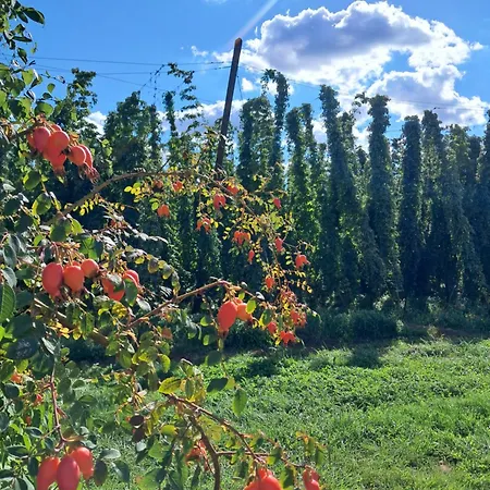 Holledauer Hopfakammerl