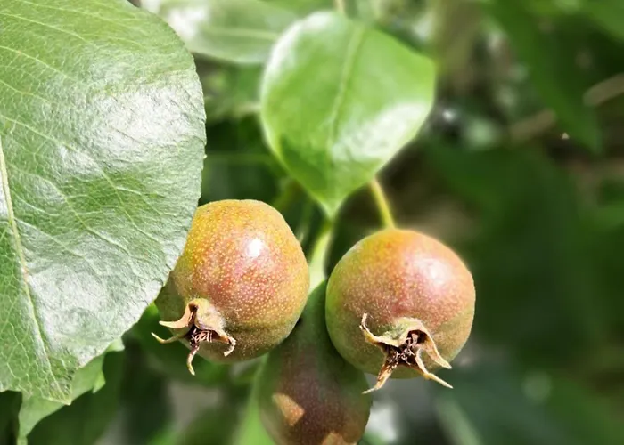 Holledauer Hopfakammerl