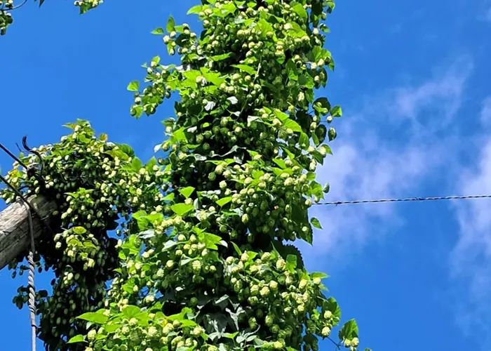 Lejlighed Holledauer Hopfakammerl *
