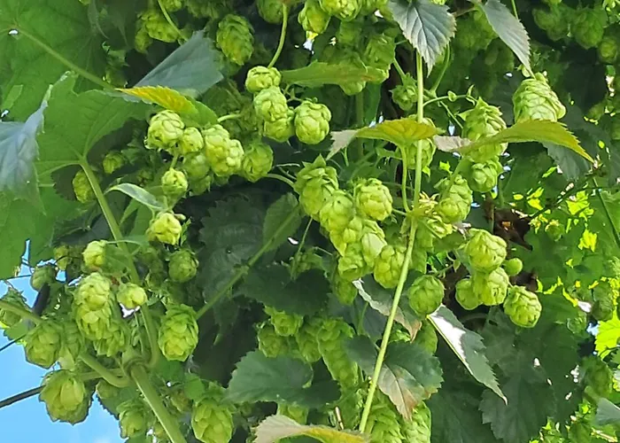 Holledauer Hopfakammerl Wolnzach