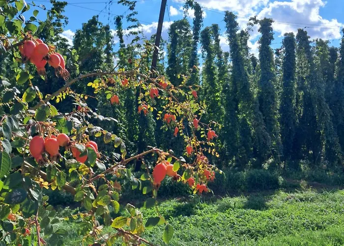 Holledauer Hopfakammerl